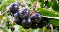 10 stvari koje treba znati o aroniji
